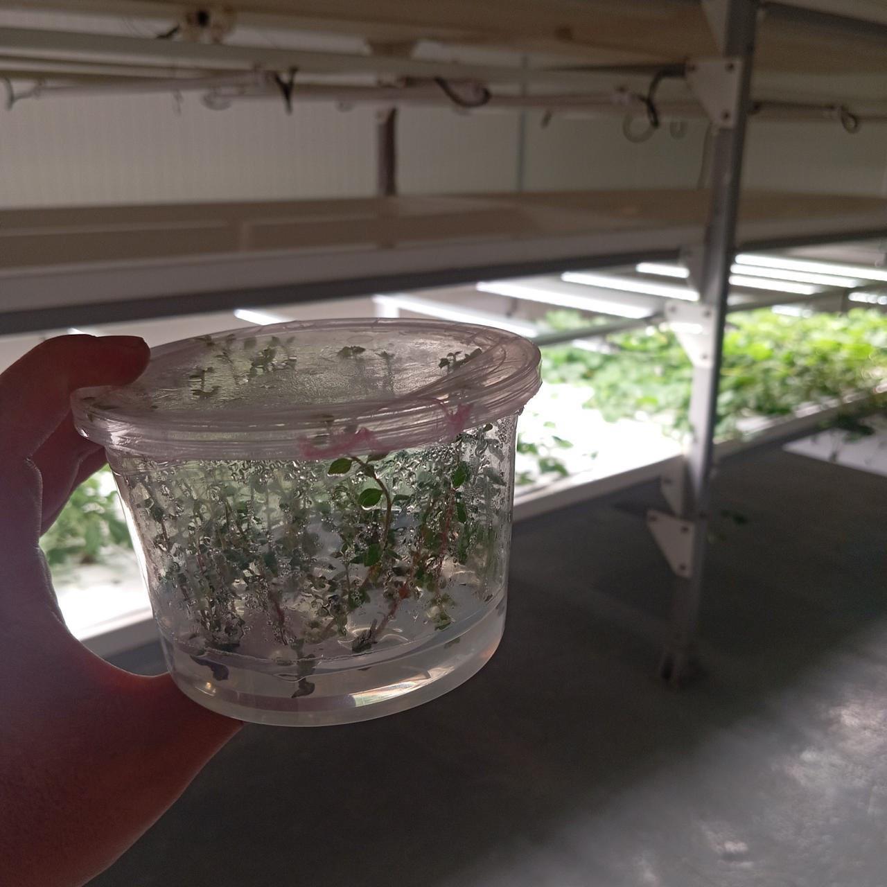 Propagación in vitro